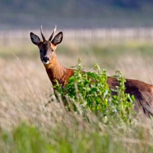 Roe Deer Buck DM1139