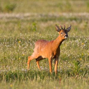 Roe Deer Buck DM1144