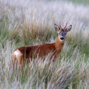 Roe Deer Buck DM1147