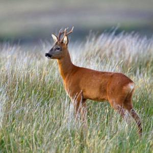 Roe Deer Buck DM1150