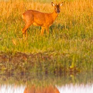Roe Deer Buck DM1151