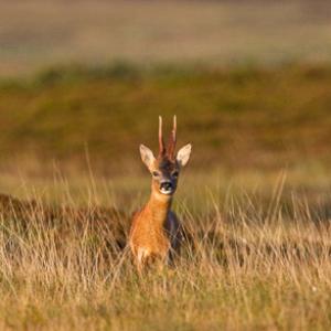 Roe Deer Buck DM1152