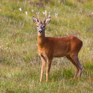 Roe Deer Buck DM1153