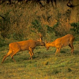 Roe Deer Buck and Doe DM0632