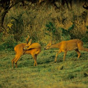 Roe Deer Buck and Doe DM0714