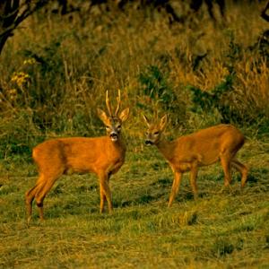 Roe Deer Buck and Doe DM0715