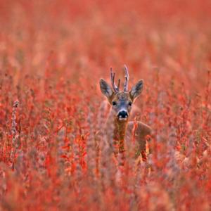 Roedeer