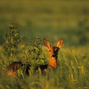 Roe Deer Doe 3.