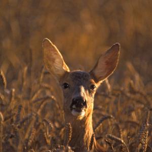 Roe Deer Doe DM0720