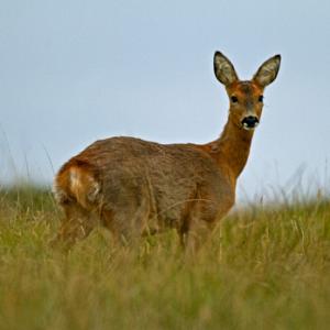 Roe Deer Doe DM1108