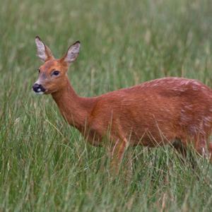 Roe Deer Doe DM1115