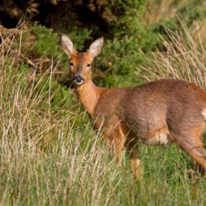 Roe Deer Doe DM1123
