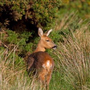 Roe Deer Doe DM1125