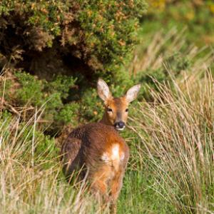 Roe Deer Doe DM1127