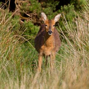 Roe Deer Doe DM1128