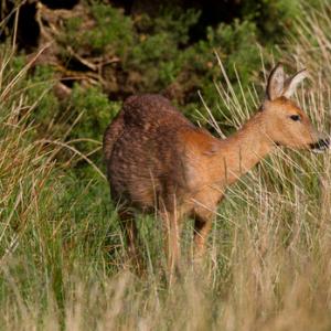 Roe Deer Doe DM1130