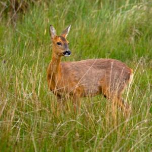 Roe Deer Doe DM1132