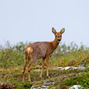 Roe Deer Doe DM1135