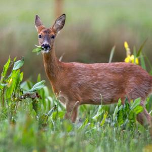 Roe Deer Doe DM1136
