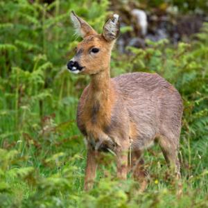 Roe Deer Doe DM1138