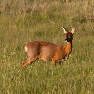 Roe Deer Doe DM1140