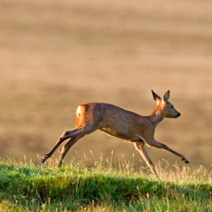 Roe Deer Doe DM1143