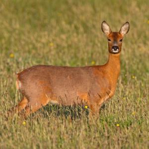 Roe Deer Doe DM1146