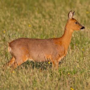 Roe Deer Doe DM1148