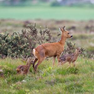Roe Deer Doe With Fawns DM0328