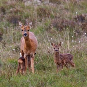 Roe Deer Doe With Fawns DM0537