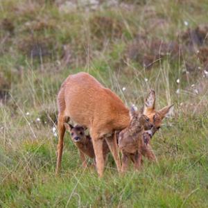 Roe Deer Doe With Fawns DM1109