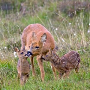 Roe Deer Doe With Fawns DM1111