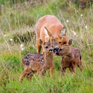 Roe Deer Doe With Fawns DM1116