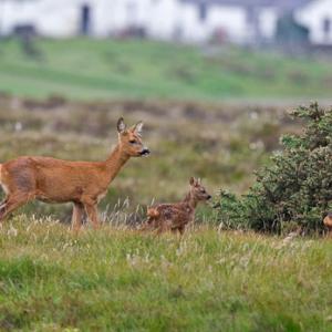 Roe Deer Doe With Fawns DM1119