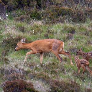 Roe Deer Doe With Fawns DM1120