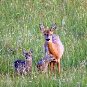 Roe Deer Doe With Fawns DM1121