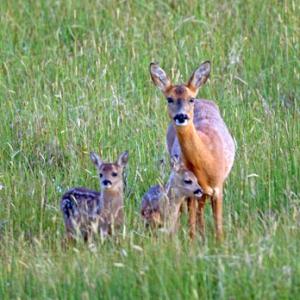 Roe Deer Doe With Fawns DM1124