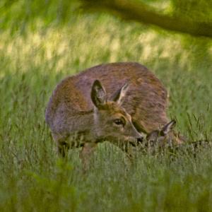 Roe Deer Doe and Fawn DM0688