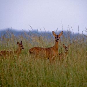 Roe Deer Doe and Young DM0696