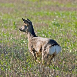 Roe Deer Doe in Winter DM0139