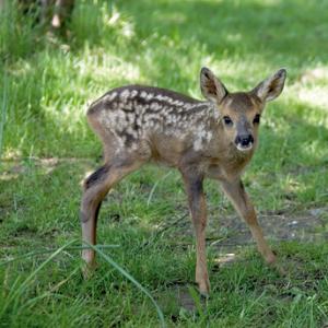 Roe Deer Fawn DM0140