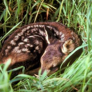 Roe Deer Fawn DM0721