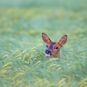 Roe Deer in a Barley Field DM1599