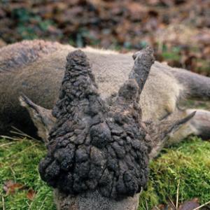 Roe Deer with Puruke Head DM0663