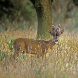 Roe Deer with Puruke Head DM0683