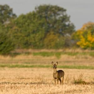 Roe Doe in a Stuble Field DM0698