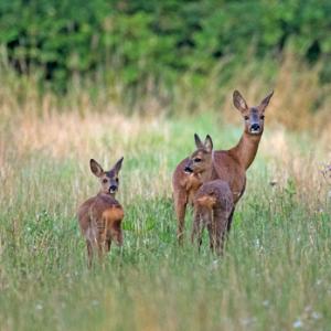 Roe Doe with Two Fawns  DM1600