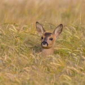 Roe Fawn in Barley  DM1601