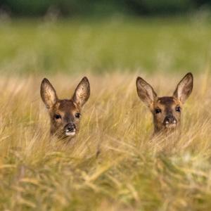 Roe Fawns in Barley DM1602