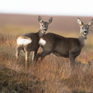 Roe Deer Doe and Fawn DM2136